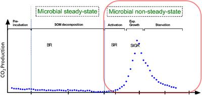 Organic Nutrients Induced Coupled C- and P-Cycling Enzyme Activities During Microbial Growth in Forest Soils